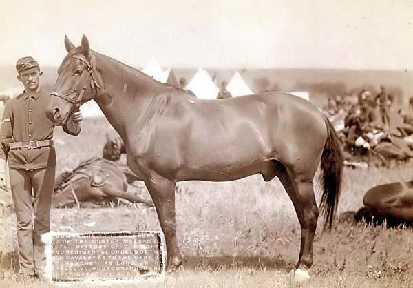 comanche-the-only-survivor-of-the-custer-massacre-1876